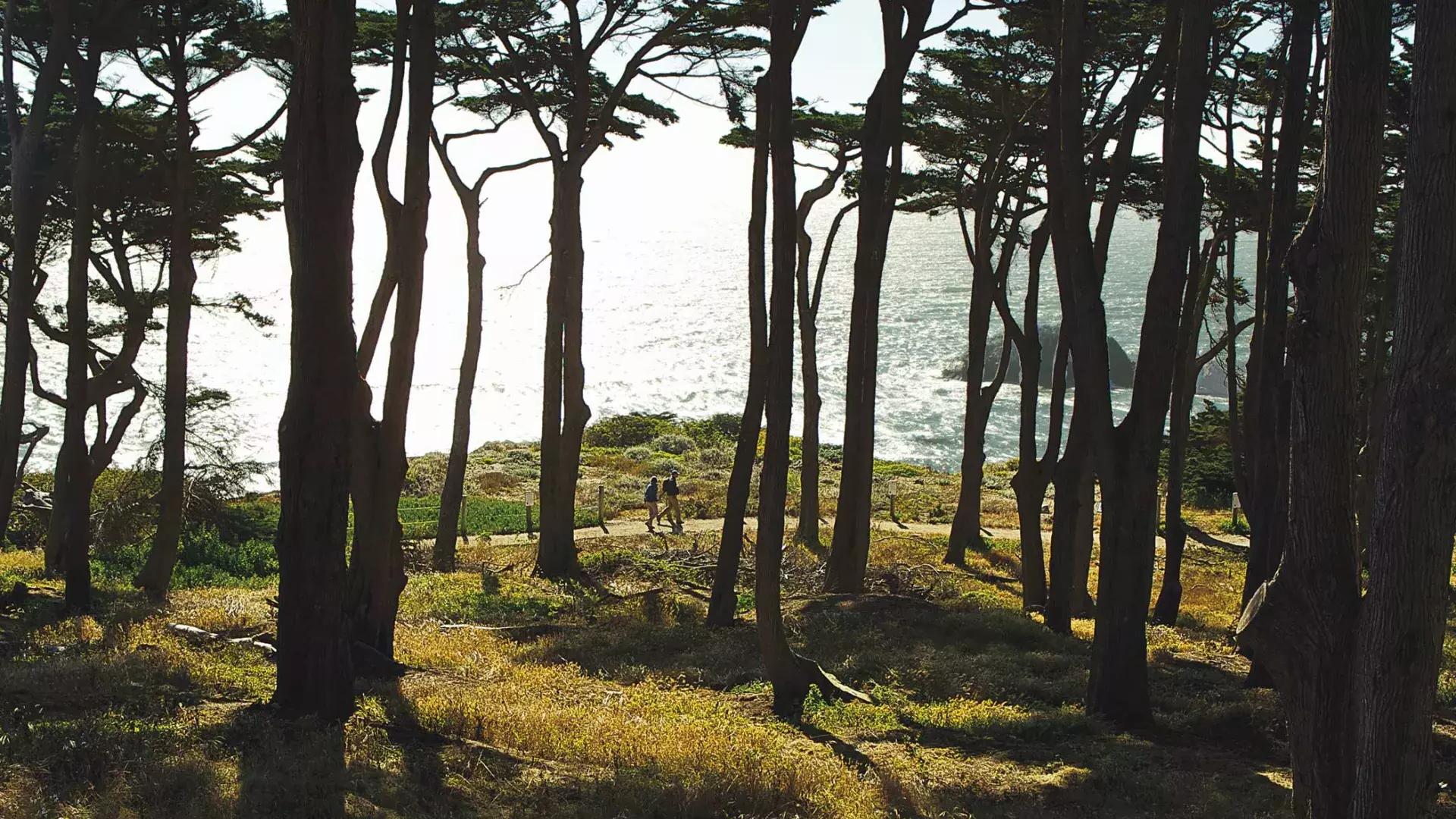 徒步旅行者穿过土地尽头小道的一段树木繁茂的路段, 以太平洋为背景.